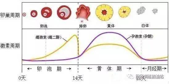 毓婷对月经周期的影响及其持续时间